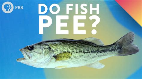 Yes, fish do pee. They have kidneys that filter waste products from the blood and produce urine, which they excrete directly into the water through nephrostomes. Learn more about the anatomy, physiology, and impact of fish excretion in different water types and …